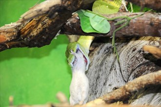 Green tree python (Chondropython viridis), feeding, Captive, A green snake is catching a mouse on a