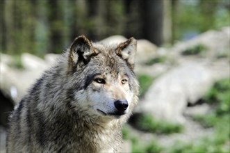 Mackenzie valley wolf (Canis lupus occidentalis), Captive, Germany, Europe, Close-up of a wolf