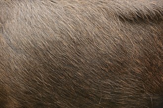 Eurasian elk (Alces alces alces), bull elk, fur detail, captive, Germany, Europe