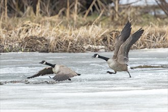 Canada geese (branta canadensis), pair taking off on a frozen marsh, Lac Saint-Pierre biosphere