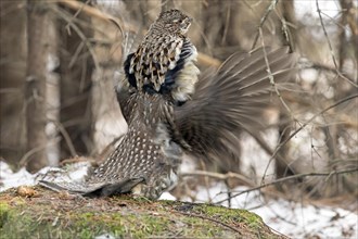 Ruffed grouse (Bonasa umbellus), male drumming to chase other male and to attract females, La