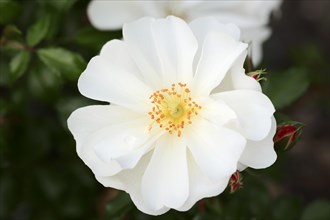 Garden rose or rose 'Diamant' (Rosa hybrida), flower, ornamental plant, North Rhine-Westphalia,