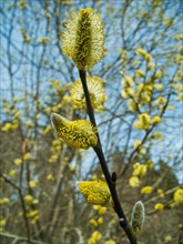 Willow catkins in bloom, Ursental, Tuttlingen, Baden-Wuerttemberg, Germany, Europe