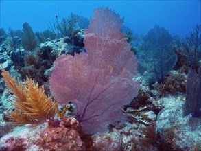 Common sea fan (Gorgonia ventalina), dive site John Pennekamp Coral Reef State Park, Key Largo,