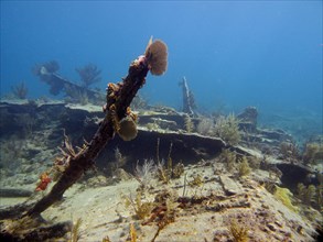 Wreck of the Benwood. Dive site John Pennekamp Coral Reef State Park, Key Largo, Florida Keys,