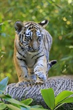 A young tiger young in motion on a tree in nature, Siberian tiger, Amur tiger, (Phantera tigris