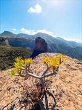 Small cactus at the Roque Palmes viewpoint near Roque Nublo in Gran Canaria, Canary Islands