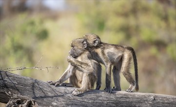 Chacma baboons (Papio ursinus), two cubs playing on a tree trunk, Kruger National Park, South