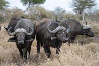 Herd of african buffalo (Syncerus caffer caffer), in dry grass, Kruger National Park, South Africa,