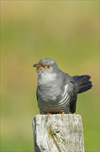 Common cuckoo (Cuculus canorus), male sitting on post of a pasture fence, animal portrait,