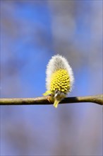 Flowering goat willow (Salix caprea), flower catkins with pollen on a branch, close-up, North