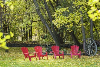 Four red Adirondack chairs on green grass lawn with fallen Fraxinus velutina, Velvet Ash tree