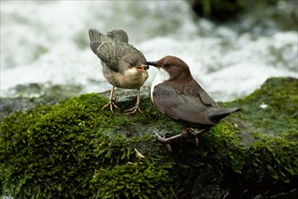 White-throated Dipper (Cinclus cinclus) at a stream with young bird feeding, Paderborn, North