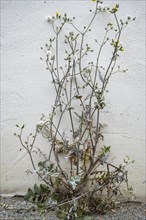 Semi-dried thistle, common sow thistle, Sonchus oleraceus, in front of a whitewashed wall
