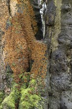 Bleeding oak crust (Stereum gausapatum), mass infestation on a copper beech (Fagus sylvatica),