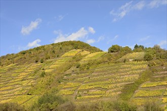 View of autumnal vineyards on steep slopes, blue cloudy sky, Moselle, Rhineland-Palatinate,