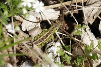 Small lizard, spring, Saxony, Germany, Europe