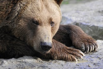 Brown bear (Ursus arctos), Captive, A brown bear lies relaxed on the ground and looks thoughtful,