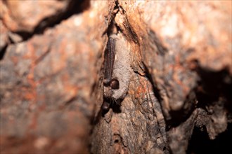 Microbat (Microchiroptera), hibernating in a cave, North Rhine-Westphalia, Germany, Europe