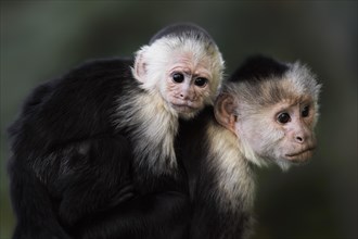 White-shouldered capuchin monkey or white-headed capuchin (Cebus capucinus), female with young,