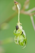 Himalayan balsam or himalayan balsam (Impatiens glandulifera), capsule fruit with seeds, North