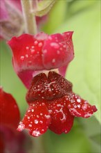 Large snapdragon or garden common snapdragon (Antirrhinum majus), flower with water droplets,