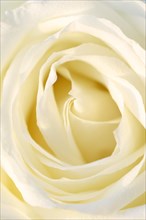 Garden rose or rose (Rosa hybrida), detail of the flower, ornamental plant, North Rhine-Westphalia,