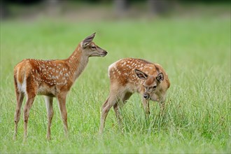 Red deer (Cervus elaphus), young animals, North Rhine-Westphalia, Germany, Europe
