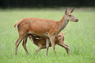 Red deer (Cervus elaphus), hind suckling calf, North Rhine-Westphalia, Germany, Europe