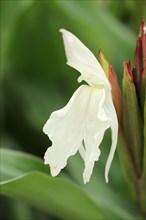 China false orchid or ginger orchid (Roscoea auriculata), flower, ornamental plant, North