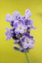True lavender (Lavendula angustifolia), flower, medicinal and aromatic plant, ornamental plant,