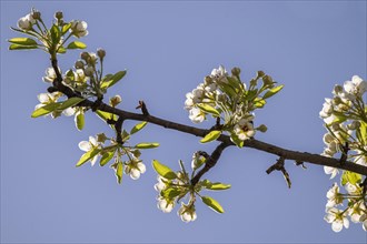 Blossoming Stuttgarter Gaishirtl or Geishirtle, pear (Pyrus communis), Stuttgart,