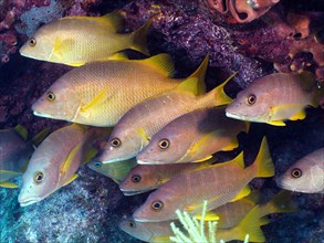 School of fish, group of schoolmaster snappers (Lutjanus apodus), dive site John Pennekamp Coral