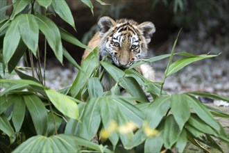 A tiger young peers curiously out of dense green bamboo, Siberian tiger, Amur tiger, (Phantera