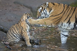 A young tiger playing with a stick in the water, Siberian tiger, Amur tiger, (Phantera tigris
