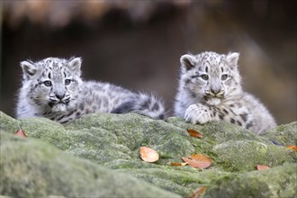 Two attentive snow leopard cubs lying behind a log, snow leopard, (Uncia uncia), young