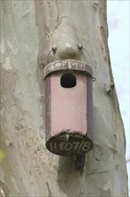 Stock dove nesting box on a plane tree, Rosensteinpark, Stuttgart, Baden-Wuerttemberg, Germany,