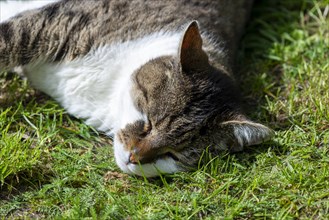 Snoozing and contented domestic cat (Felis catus), Blaustein, Baden-Wuerttemberg, Germany, Europe