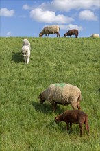 Underutilised livestock guarding dog tries to catch mice, shepherd dog, sheep, lambs, Elbe dike