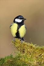 Great tit (Parus major) sitting on moss-covered dead wood, side view, North Rhine-Westphalia,