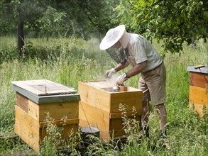 Beekeeper in protective clothing inspecting a beehive, North Rhine-Westphalia, Germany, Europe