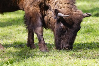 European bison (Bos bonasus) also known as grazing bison, captive, Germany, Europe