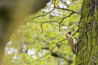 A european green woodpecker (Picus viridis) climbing the trunk of a tree with green leaves in the