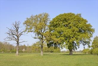 Three oak trees (Quercus), standing deadwood, two trees with blossoms and leaf buds on a pasture,
