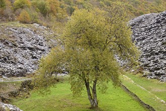 Deciduous tree, solitary tree with autumn leaves between slate heaps, Eastern Eifel,