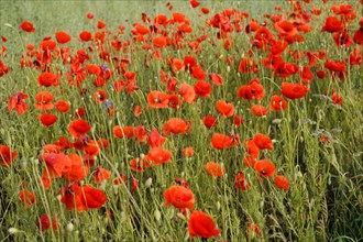 Corn poppy (Papaver rhoeas), Baden-Wuerttemberg, Germany, Red poppies scattered in green grass,