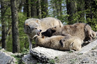 Mackenzie valley wolf (Canis lupus occidentalis), Captive, Germany, Europe, Two wolves showing