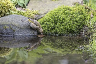 European greenfinch (Carduelis chloris) at the drinking trough, Emsland, Lower Saxony, Germany,