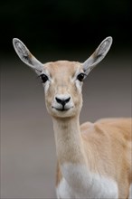 Blackbuck (Antilope cervicapra), female, portrait, captive, occurrence in South Asia