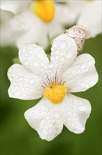 Elf mirror 'Sunsatia Plus' (Nemesia Fruticans-Hybride), flower, ornamental plant, North